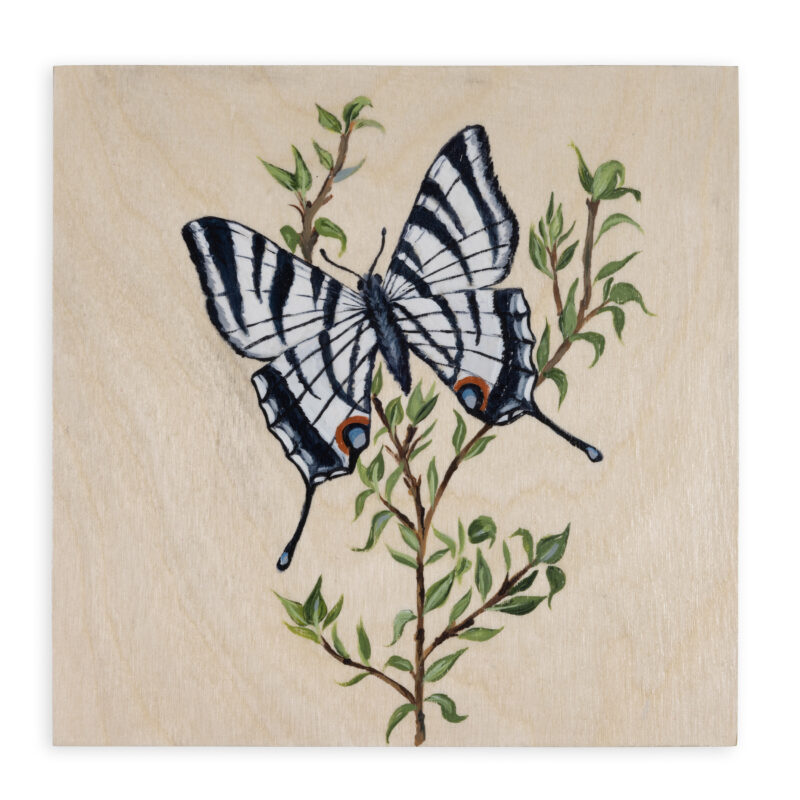 Zebra Butterfly